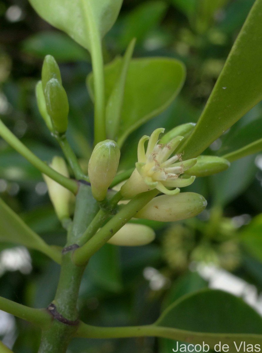 Bruguiera cylindrica (L.) Blume